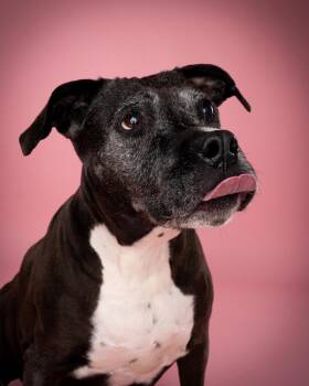 Maya -  Pit Bull Terrier Dog for Adoption in Appleton, Wisconsin - Maya | PetCurious