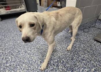 MISTY -  Labrador Retriever Dog for Adoption in Thousand Palms, California - MISTY | PetCurious