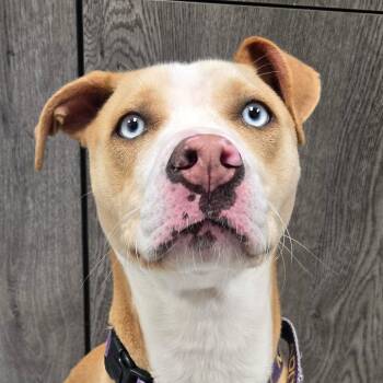 Alucard -  Mixed Breed Dog for Adoption in West Olive, Michigan - Alucard | PetCurious