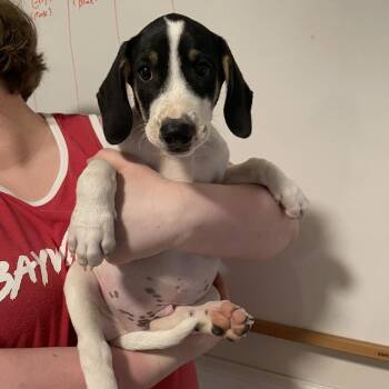 CT Lancer -  Treeing Walker Coonhound and Mixed Breed Dog for Adoption in Eastford, Connecticut - CT Lancer | PetCurious