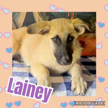 Lainey -  Great Pyrenees and Shepherd Dog for Adoption in Ringwood, New Jersey - Lainey | PetCurious