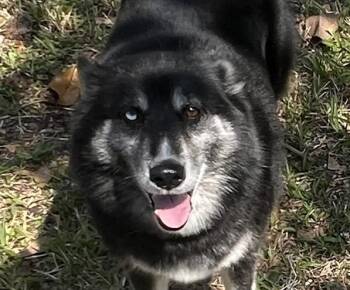Husky Dogs Available for Adoption in New Smyrna Beach, Florida - Mystic | PetCurious