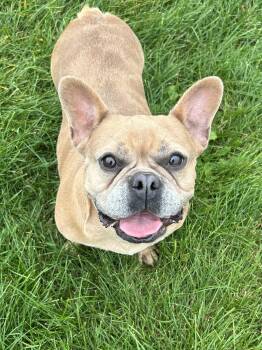 Sugar plum -  French Bulldog Dog for Adoption in Antwerp, Ohio - Sugar Plum | PetCurious