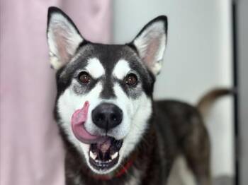 Taiga -  Siberian Husky Dog for Adoption in Portland, Oregon - Taiga | PetCurious