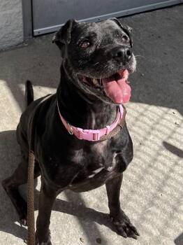 Mixed Breed Dogs Available for Adoption - SUSU | PetCurious