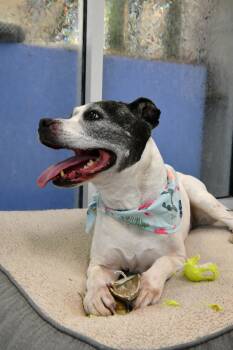 Dolores -  American Staffordshire Terrier and Terrier Dog for Adoption in Fairhope, Alabama - Dolores | PetCurious