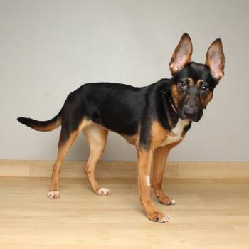 Shepherd and Mixed Breed Dogs Available for Adoption in Minnetonka, Minnesota - Oona D69191 | PetCurious