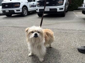 A069030 -  Terrier Dog for Adoption in Santa Monica, California - A069030 | PetCurious