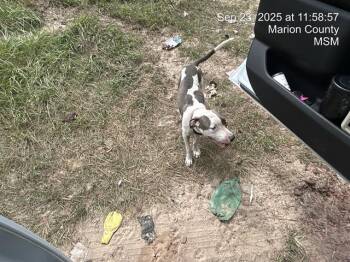 Rescue Pit Bull Terrier Dogs for Adoption in Ocala, Florida - MAISY | PetCurious