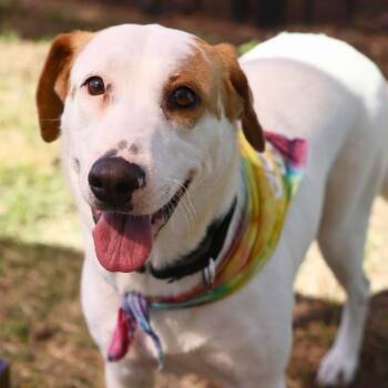 PAM -  Labrador Retriever Dog for Adoption in San Antonio, Texas - PAM | PetCurious