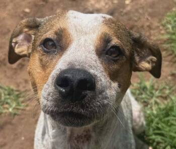 Grits -  Australian Cattle Dog Blue Heeler Dog for Adoption in Bloomfield, Connecticut - Grits | PetCurious