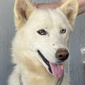 Husky Dogs Available for Adoption - Snow | PetCurious