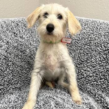 Poodle Dogs Available for Adoption in Parker, Colorado - 459 (2026) Moe | PetCurious