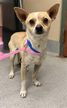 Chihuahua and Mixed Breed Dogs Available for Adoption in Rancho Cucamonga, California - ALEJANDRO | PetCurious