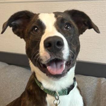 Curt -  Mixed Breed Dog for Adoption in Lansing, Michigan - Curt | PetCurious