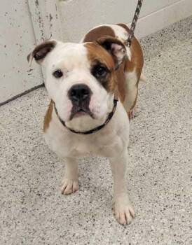Ranger PhD -  Pit Bull Terrier and Mixed Breed Dog for Adoption in Kansas City, Missouri - Ranger PhD | PetCurious