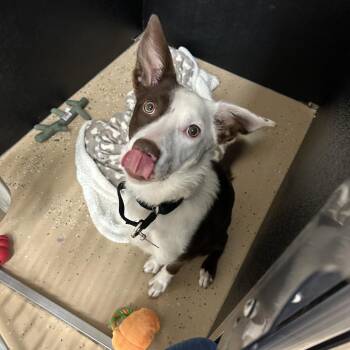 Annie -  Border Collie and Mixed Breed Dog for Adoption in Cheyenne, Wyoming - Annie | PetCurious