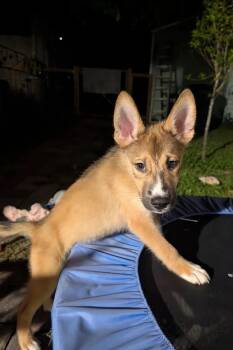 Rescue Siberian Husky and Labrador Retriever Dogs for Adoption in Casselberry, Florida - Kernel Sanders | PetCurious