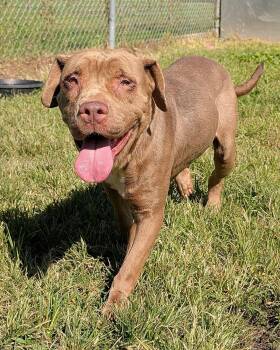 Chantelle -  Chocolate Labrador Retriever and Pit Bull Terrier Dog for Adoption in Chicago, Illinois - Chantelle | PetCurious