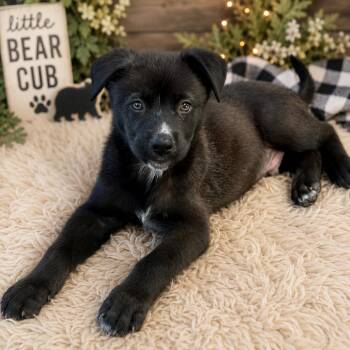 SHADOW -  Black Labrador Retriever Dog for Adoption in Los Angeles, California - SHADOW | PetCurious