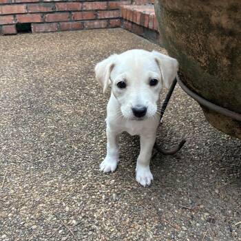 VERN -  Labrador Retriever and Golden Retriever Dog for Adoption - VERN | PetCurious