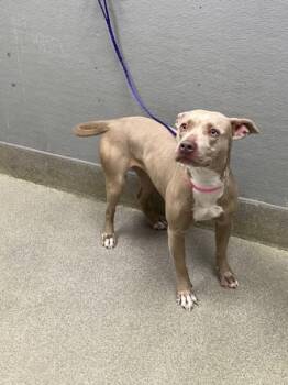 Pit Bull Terrier Dogs Available for Adoption in Las Vegas, Nevada - PEACHES | PetCurious