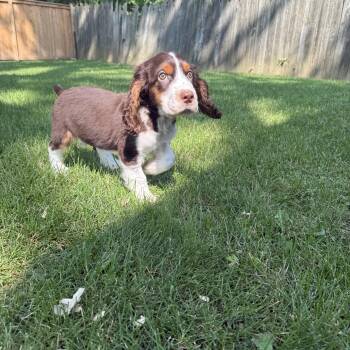 Milo -  English Springer Spaniel Dog for Adoption in Toronto, Ontario - Milo | PetCurious