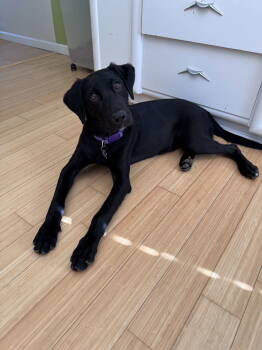 Rescue Labrador Retriever and Border Collie Dogs for Adoption - Rene | PetCurious