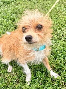 Peaseblossom -  Terrier and Mixed Breed Dog for Adoption in Cape Coral, Florida - Peaseblossom | PetCurious