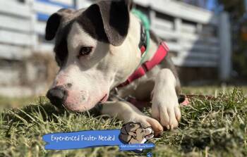 Pit Bull Terrier and American Staffordshire Terrier Dogs Available for Adoption - Petunia | PetCurious