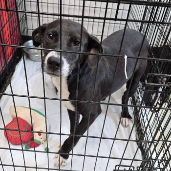 Sequoia -  Retriever Dog for Adoption in Cleveland, Mississippi - Sequoia | PetCurious