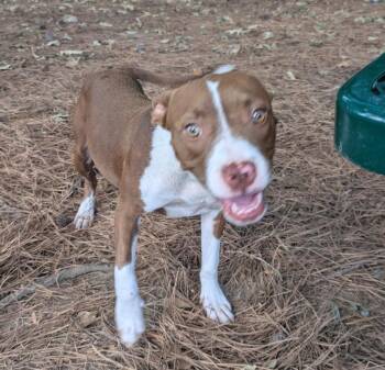 Sola -  Boston Terrier Dog for Adoption in Little Rock, Arkansas - Sola | PetCurious