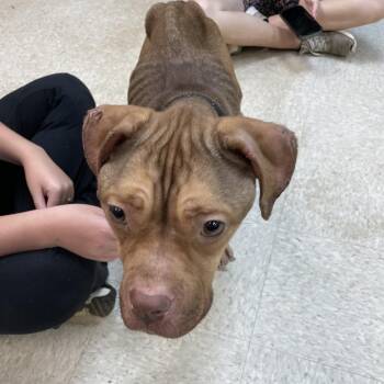 Princess Zelda 7376 -  Mixed Breed Dog for Adoption in Columbus, Georgia - Princess Zelda 7376 | PetCurious