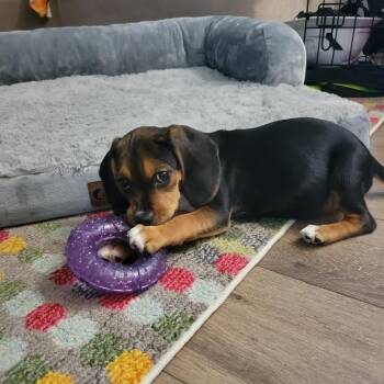 Floppy Pup: Aspen -  Beagle and Mixed Breed Dog for Adoption in Falls Church, Virginia - Floppy Pup: Aspen | PetCurious