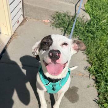 Bella -  Terrier Dog for Adoption in Lincoln, Nebraska - Bella | PetCurious