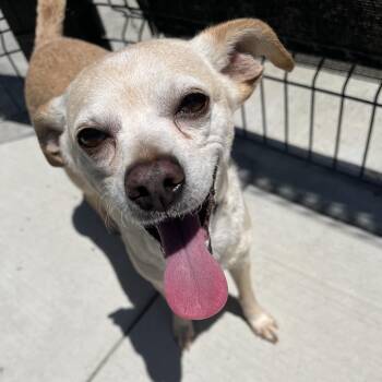 Chihuahua Dogs Available for Adoption in Hawthorne, California - Bubbles | PetCurious