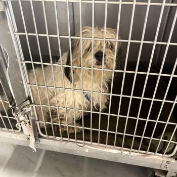 Shih Tzu Dogs Available for Adoption in Northbrook, Illinois - Melly | PetCurious