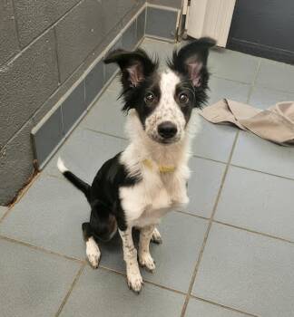 Tapir -  Mixed Breed Dog for Adoption in Nashville, Tennessee - Tapir | PetCurious