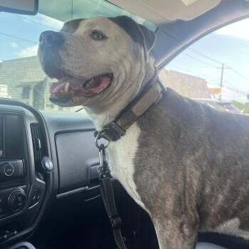 Oso -  Pit Bull Terrier Dog for Adoption in Beaumont, Texas - Oso | PetCurious