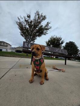 Bee BAYBEE -  Black Mouth Cur and Labrador Retriever Dog for Adoption in Midway, Utah - Bee BAYBEE | PetCurious