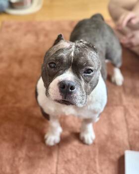 Exuma -  Bulldog Dog for Adoption in New York, New York - Exuma | PetCurious