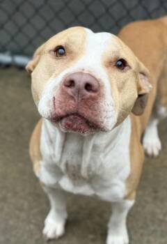 Topo Chico -  Pit Bull Terrier Dog for Adoption in Chicago, Illinois - Topo Chico | PetCurious