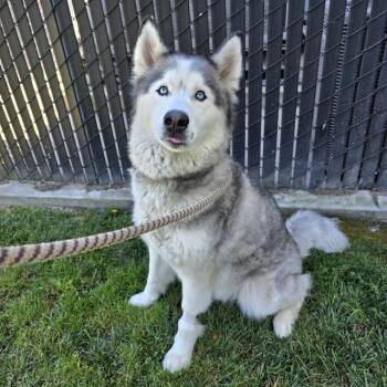 SHADOW -  Siberian Husky Dog for Adoption in Long Beach, California - SHADOW | PetCurious