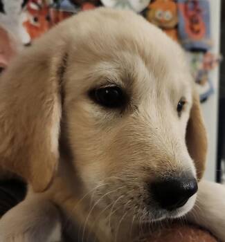 Golden Retriever and Labrador Retriever Dogs Available for Adoption - Mercedes | PetCurious