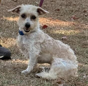 Jinx -  Maltese Dog for Adoption in Texarkana, Texas - Jinx | PetCurious