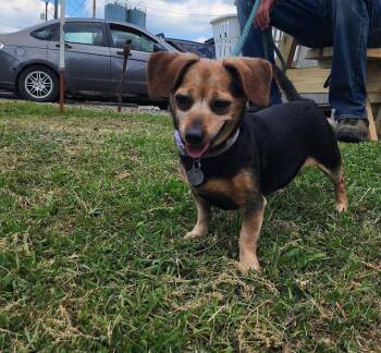 Cleo 131-26 -  Mixed Breed Dog for Adoption in Cambridge, Ohio - Cleo 131-26 | PetCurious