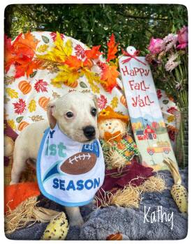 Kathy -  Pit Bull Terrier and Hound Dog for Adoption in Sebring, Florida - Kathy | PetCurious