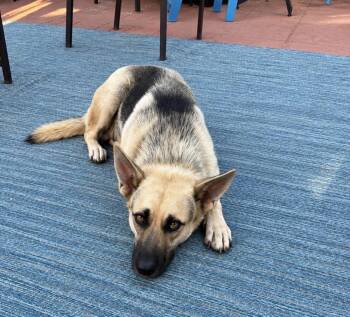 Mama Tina -  German Shepherd Dog Dog for Adoption in Pleasant Hill, California - Mama Tina | PetCurious
