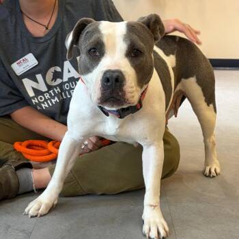 Waffles -  English Bulldog and Mixed Breed Dog for Adoption in Morristown, Vermont - Waffles | PetCurious
