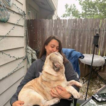 English Bulldog Dogs Available for Adoption in Austin, Texas - Colonel Mustard | PetCurious